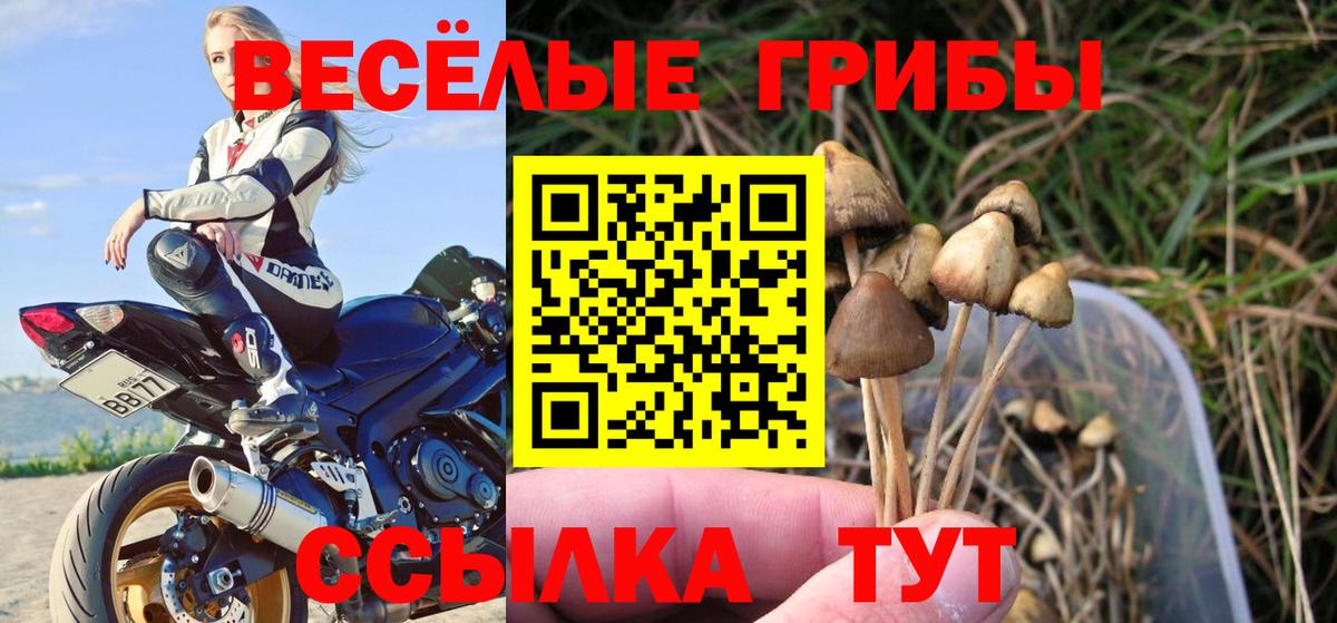 Псилоцибиновые грибы Psilocybe Калуга